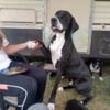 Great Dane Stud 6 yrs.old Clare Michigan