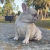 AKC French Bulldog Female