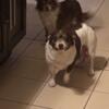 2 Retired Adult Chihuahua Females for Re-Homing~Mother and Daughter