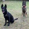 Purebred German shepherd puppies.