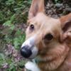 Adult pembroke welsh corgi looking for a new home!