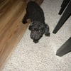 Rehoming A 4yr Old Toy Poodle