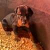 Doberman pups ready to go home first week of october