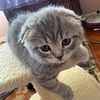 Scottish fold  /straight  kittens for sale