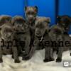 ICCF registered Cane Corso Puppies