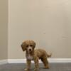 Female Toy Poodle For Sale Richmond Area