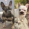 French bulldog breeder Frenchies we have the heat sh