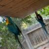 Breeding pair macaws