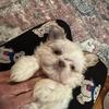 Akc Shih tzu puppies