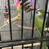 For sale cockatiel and Quaker parrot $550 with the cage