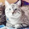 Silver Male Bengal Kitten TICA registered 