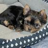 Sweet Yorkie-Heidi