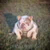 Mini English bulldog available 