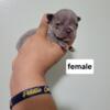 Lala female french bulldog