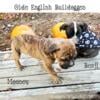 *** PRICE DROP***DOB 8/13/24 Male Olde English Bulldogge puppy.***UPDATED PICS*** (Northern Michigan)