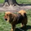 Chow Chow Puppies for adoption