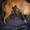Belgian puppies fresh off mother