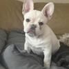 Female FRENCH BULLDOG PUPPY FOR SALE