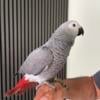 Baby African grey