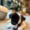 Mini Australian Sheppard needing a new home! 