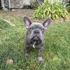 French Bulldog Puppies 