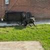 Neapolitan mastiff 