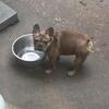 Adult male frenchie looking to be rehomed