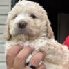 I have beautiful Saint Berdoodles I have 2 girls and 4 boys first shot and wormed ready to go to there forever home