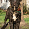Neapolitan Mastiff Stud