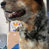 Aussie/Blue Heeler mix looking for active home