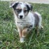 Australian Shepherd Blue Merle Female Standard (can meet halfway within reason for loving home) 8 weeks old