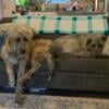 2 beautiful trained Irish wolfhounds