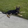 German Sheperd Puppy