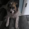 Male Great Pyrenees