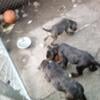 Cane corso puppies for sale