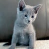 Russian Blue female kitten