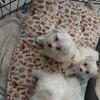 Puppies for sale call 586-258-5661 DECENT PRICE