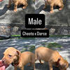 APBT PUPS