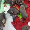 Akc full blood Doberman pincher puppies