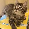 Maine Coon Mix Kitten