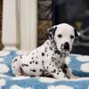 AKC Dalmatian puppies