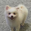 Pom puppies 