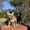 Adult Female French Bulldog