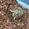 Russian tortoise