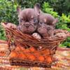 Beautiful Quality frenchie male & female