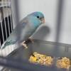 Breeding pairs Parrotlets