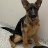 AKC German Shepherd puppies for sale