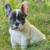 Xena French Bulldog male puppy for sale. $2,290