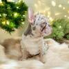 Beautiful Merle French Bulldog Puppy - Theo