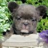 $3,390 Fluffy Blue Dicky - wonderful French Bulldog puppy for sale